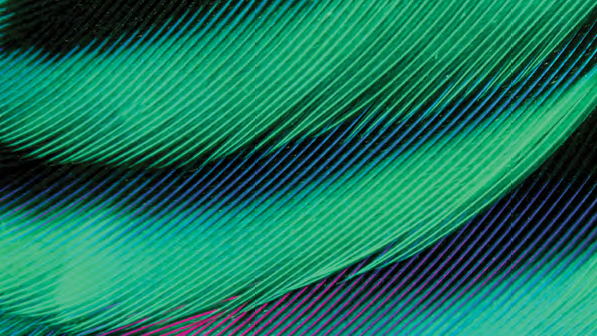 Feather; image used for HSBC Jade Perspectives.