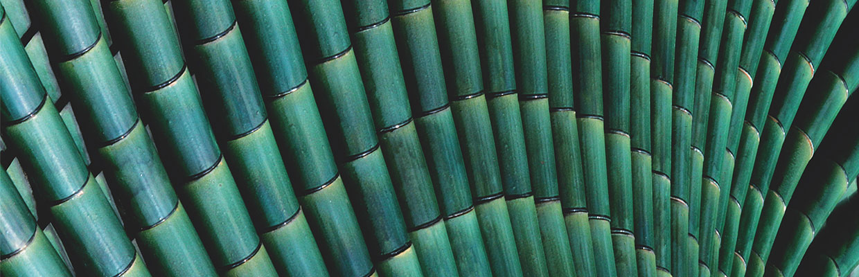 翠綠竹子；圖片使用於滙豐尚玉專業投資者頁面。