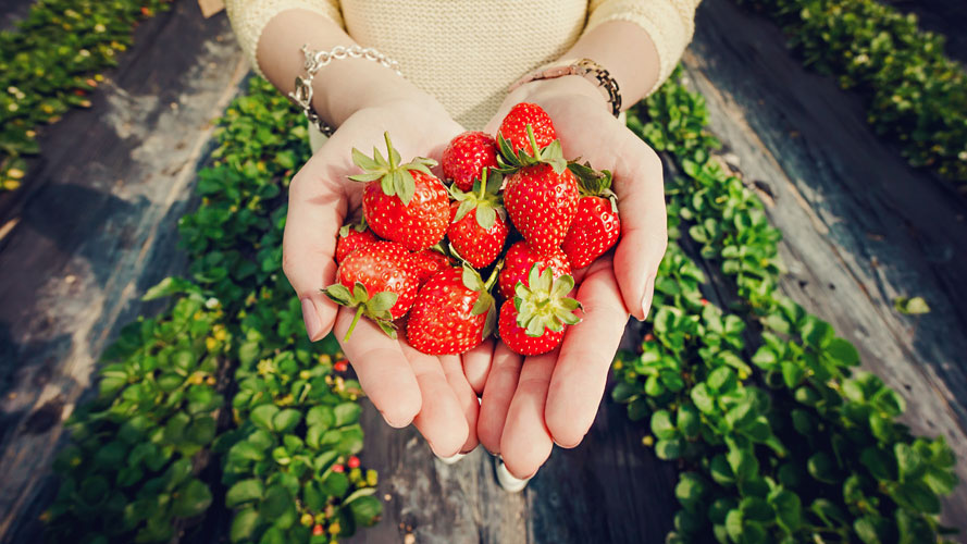 Woman is picking strawberries;image used for "How to build passive income" article.